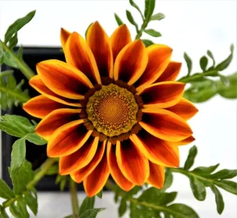 גזניה אשונה