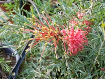 גרוילאה תלמן