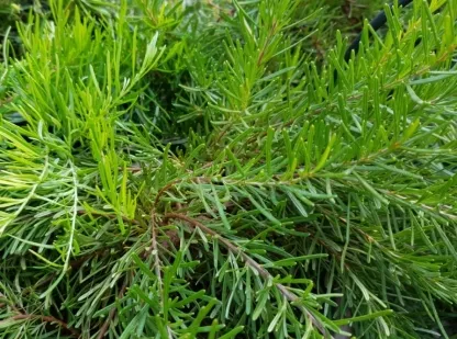 גרוילאה זיתנית