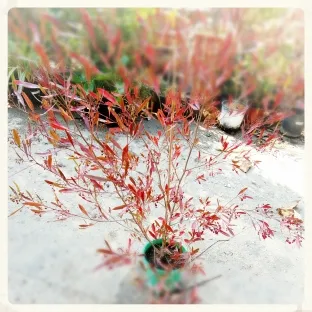 דודונאה `דנה`