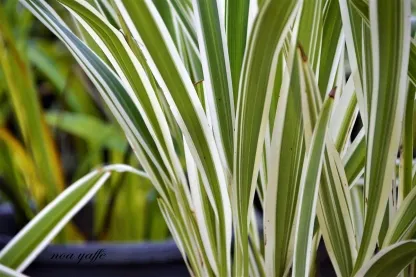 דיאנלה טסמנית מגוונת