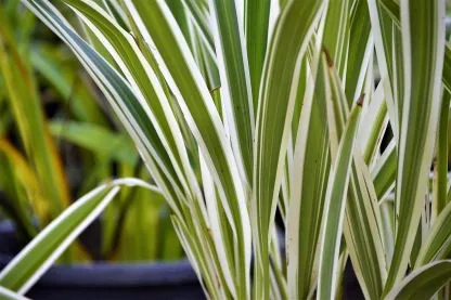 דיאנלה טסמנית מגוונת