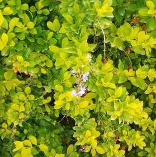 דורנטה זקופה זהובה, דורנטה תאילנדית,