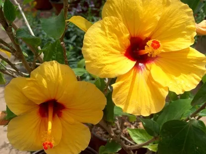 היביסקוס סיני "מיאמי"