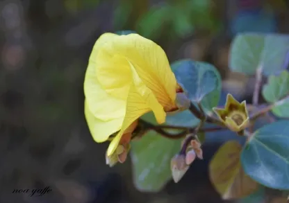 היביסקוס טיליתי 'סתריה' סלקציה אדומה