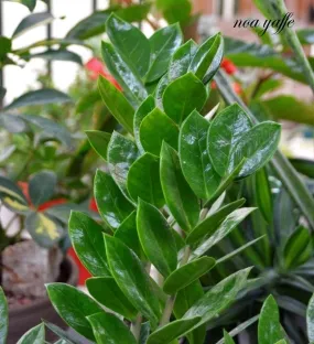 זמיוקולקאס