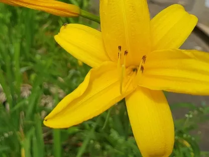 המרוקליס כלאים