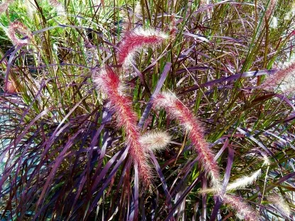 זיפנוצה זיפנית 'ארגמני'