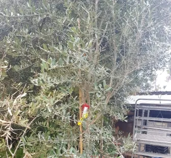 זית אירופי 'ברנע'