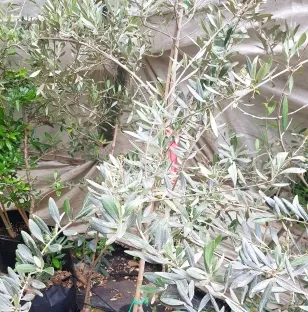 זית אירופי 'סורי'