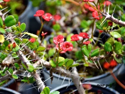 חלבלוב קוצני זקוף מיני