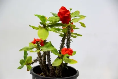 חלבלוב קוצני  גדול פרחים