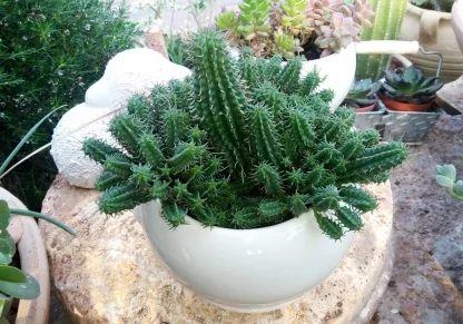 חלבלוב פרוע