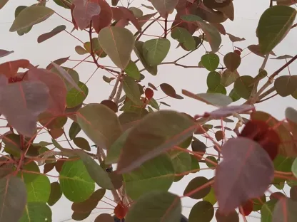 חלבלוב דמוי קוטינוס