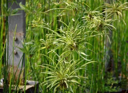 ירקה מצויצת