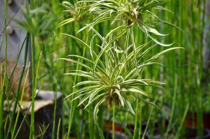 ירקה מצויצת `מגוונת`