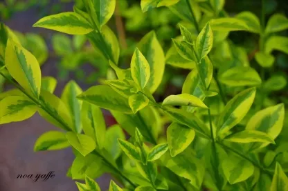 ליגוסטרום ביצני מגוון