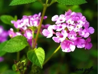 לנטנה עדינה 'סגולה'