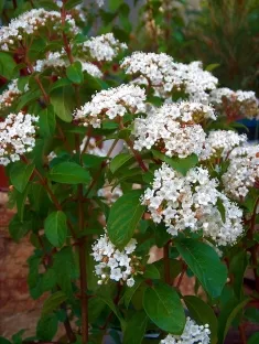 מורן החורש ב25 ליטר