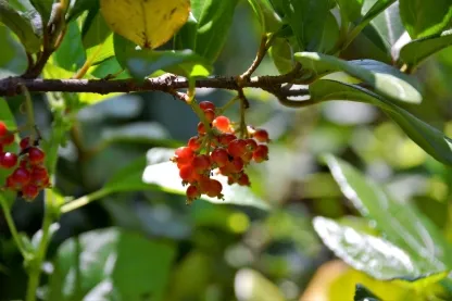 מורן קרח "נטוי"