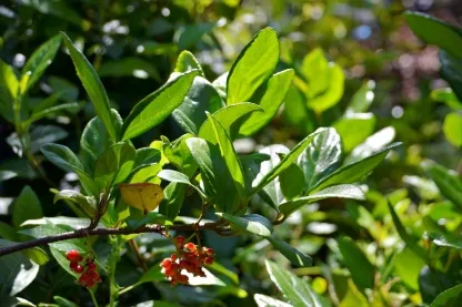 מורן קרח "נטוי"