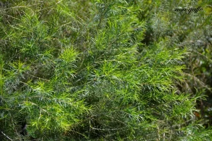 מללויקה מצומדת 'גרין דום'