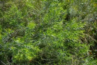 מללויקה מצומדת 'גרין דום'