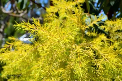 מללויקה מחופה 'רבולושן גולד'