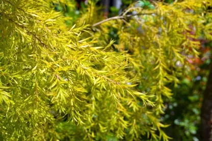 מללויקה מחופה 'רבולושן גולד'