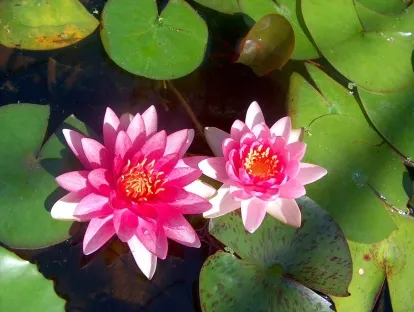 נימפאה (שלל צבעים)