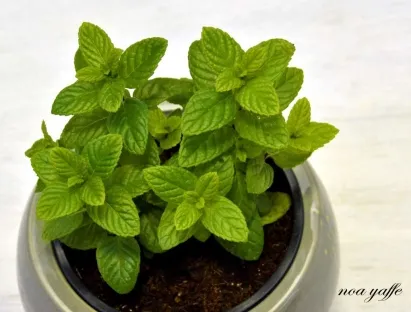 נענע משובלת