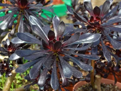 נצחה שיחית משחירה