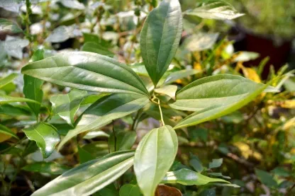 סהרון קשה עלים