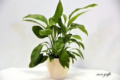 ספטיפיליום סנסיישן