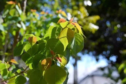 ספיון השעווה