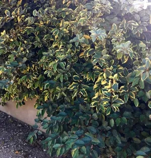 עץ שמן המנוקד 'מגוון'