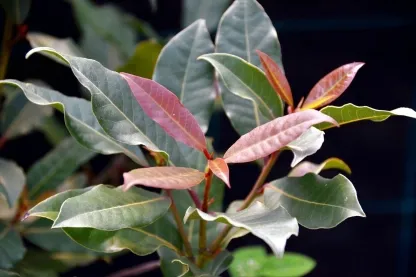 ער אציל (עלי דפנה)