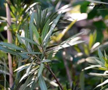 פודוקרפוס גדול-עלים