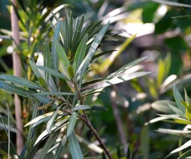 פודוקרפוס גדול-עלים