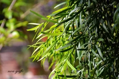 פודוקרפוס גרציליור