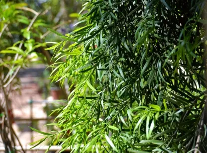 פודוקרפוס גרציליור