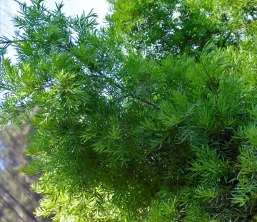 פודוקרפוס גרציליור