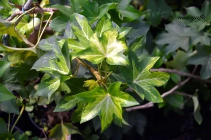 פטסיה יפנית מגוונת 'הדרה ליזה'