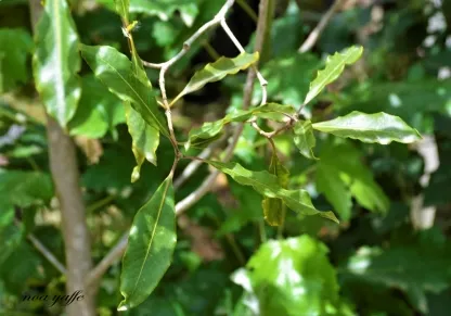 פיטוספורום גלוני