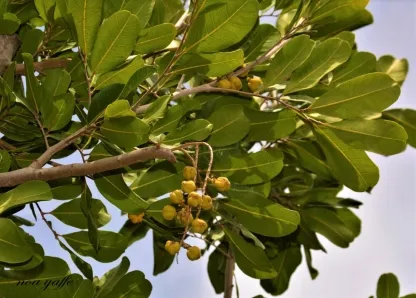 פיטוספורום גלוני
