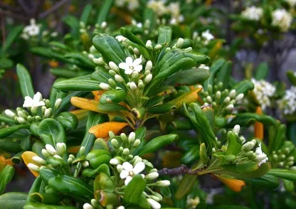 פיטוספורום יפני