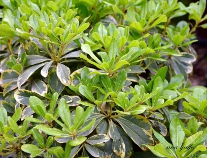 פיטוספורום יפני ננסי מגוון