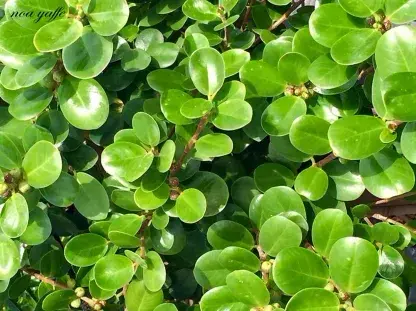 פיקוס גרין איילנד