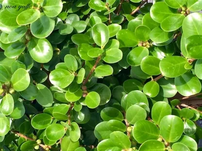 פיקוס גרין איילנד