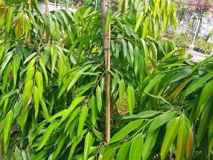 פיקוס תאילנדי (צר-עלים)